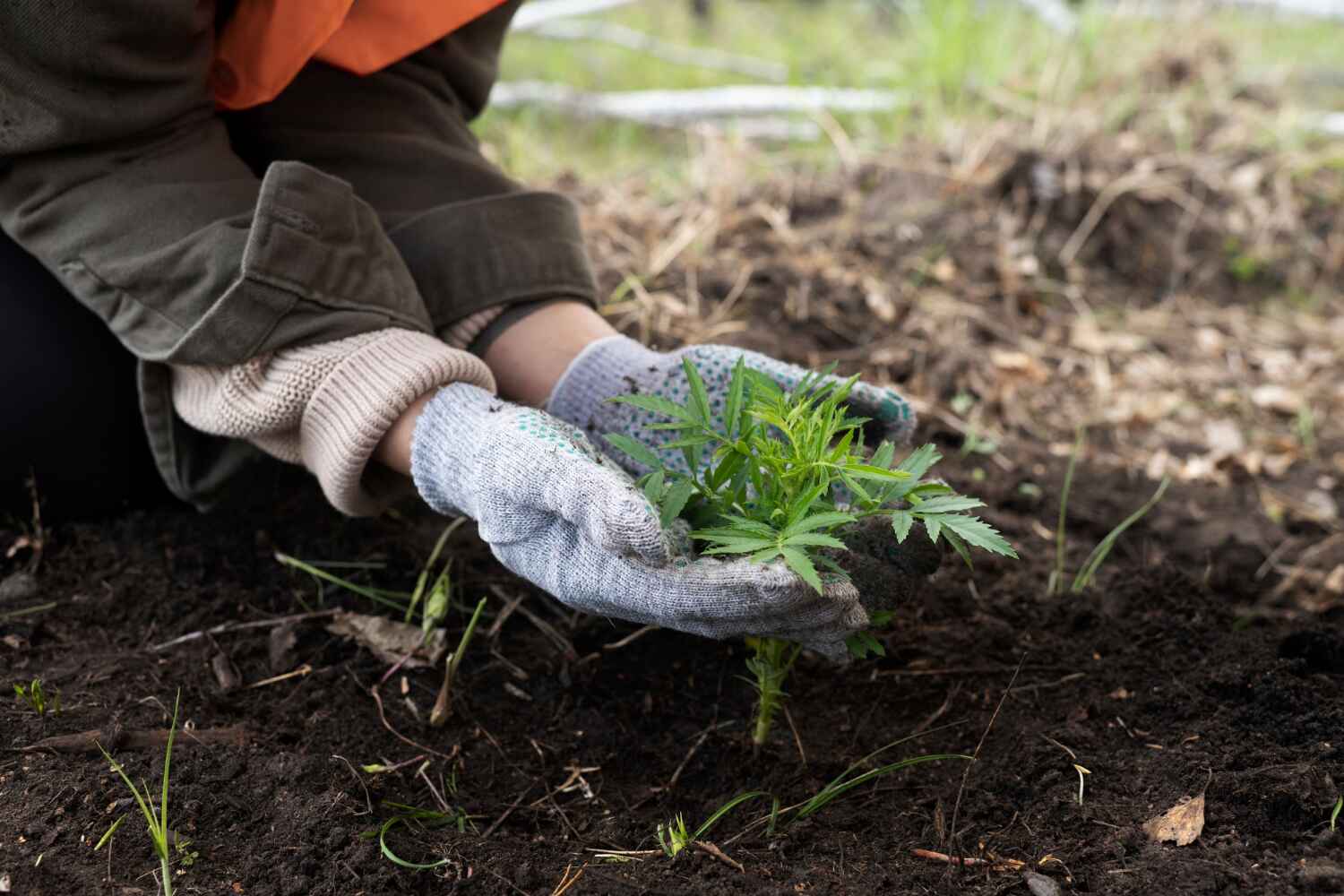 Reliable Fergus Falls, MN Tree Service Solutions